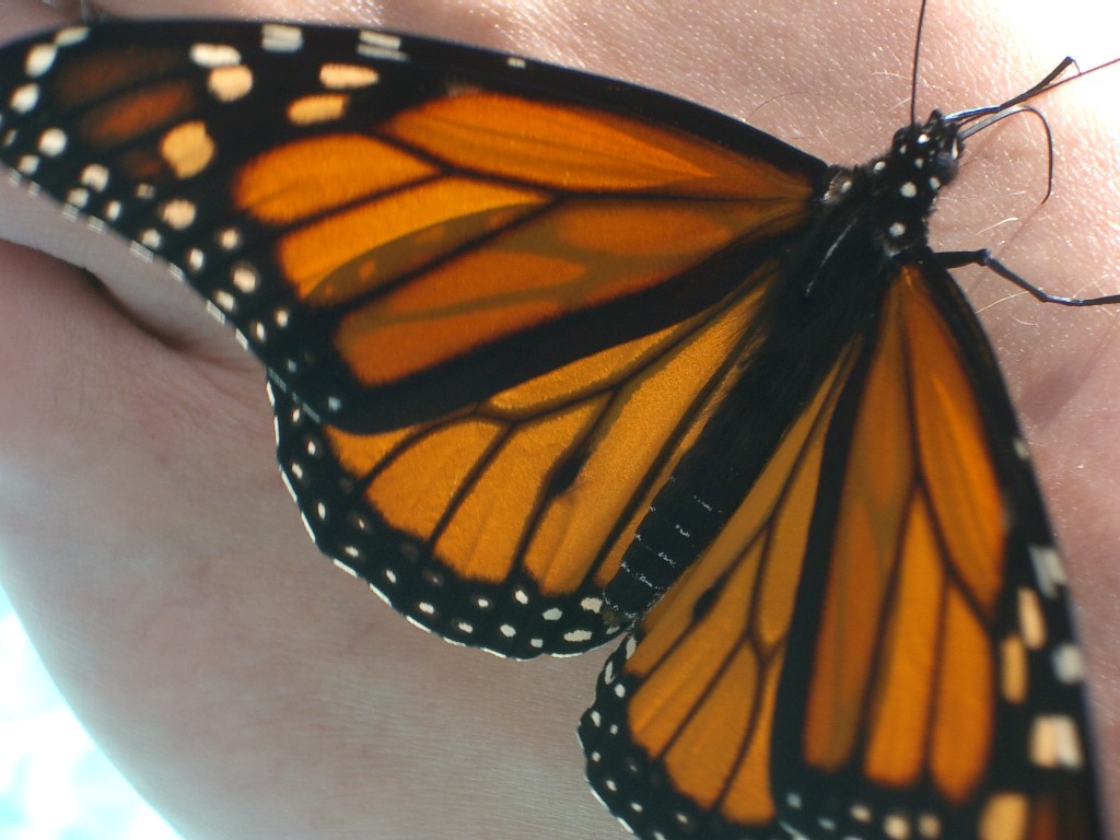 [Monarch+Butterfly+5+(50%).jpg]